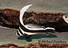 Spotted Drum (Equetus punctatus)